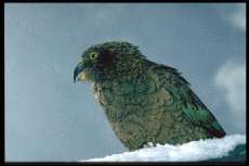 Kea