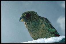 Kea