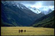 Ohau Forest Park